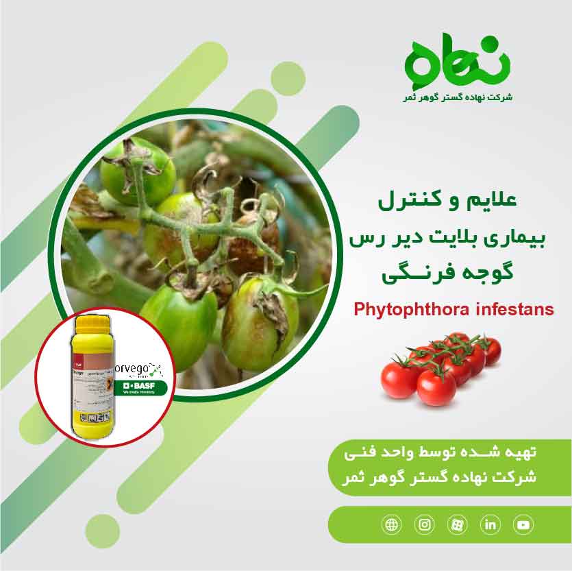 علائم و کنترل بیماری بلایت دیر رس گوجه فرنگی